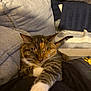cat, tabby, sleeping, paw, couch, cushion, blanket, indoor, pet, feline, relaxed, fur, striped, orange, brown, black, white, cozy, resting, home