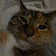 Cupcake joined the competition — help win amazing prizes! cat, close_up, sleepy, feline, pet, whiskers, fur, cozy, blanket, resting, indoor, cute, animal, portrait, face, soft_light, relaxed, domestic_cat, mammal, tabby