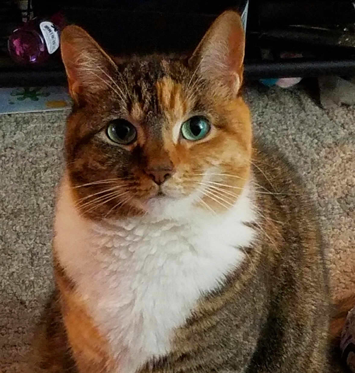 Cupcake joined the competition — help win amazing prizes! cat, tabby, green_eyes, white_chest, indoor, carpet, pet, feline, animal, whiskers, ears, closeup, portrait, cute, sitting, domestic, fur, mammal, attention, household