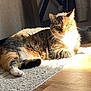 Cupcake joined the competition — help win amazing prizes! cat, tabby, indoor, sunlight, rug, couch, furniture, floor, relaxed, pet, whiskers, paw, sleepy, home, cozy, animal, domestic, resting, calm, slippers
