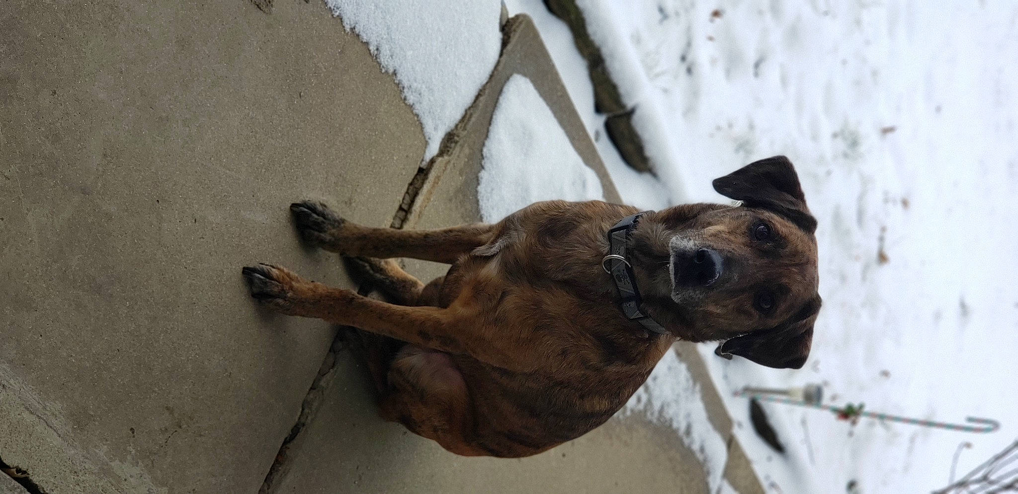 Thor joined the competition — help win amazing prizes! camel, carnivore, collar, dog, dog_breed, dog_collar, fawn, leash, liver, pack_animal, pet_supply, snout, snow, sporting_group, terrestrial_animal, wildlife, winter, wood, working_animal, wrinkle