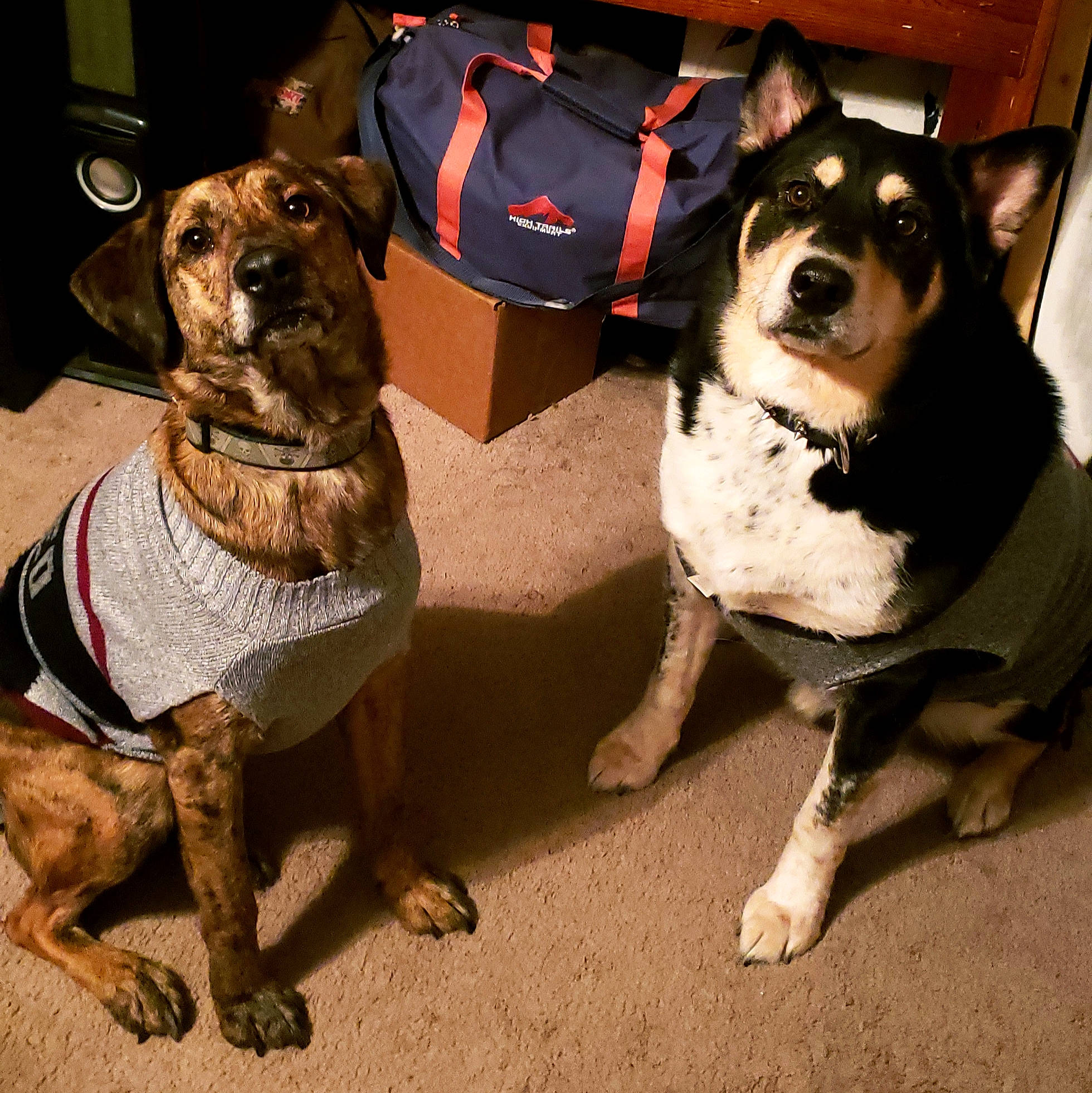 Thor joined the competition — help win amazing prizes! canidae, carnivore, collar, companion_dog, dog, dog_breed, dog_clothes, dog_collar, dog_supply, eyewear, fashion_accessory, fawn, fur, leash, personal_protective_equipment, pet_supply, snout, sporting_group, sunglasses, working_animal