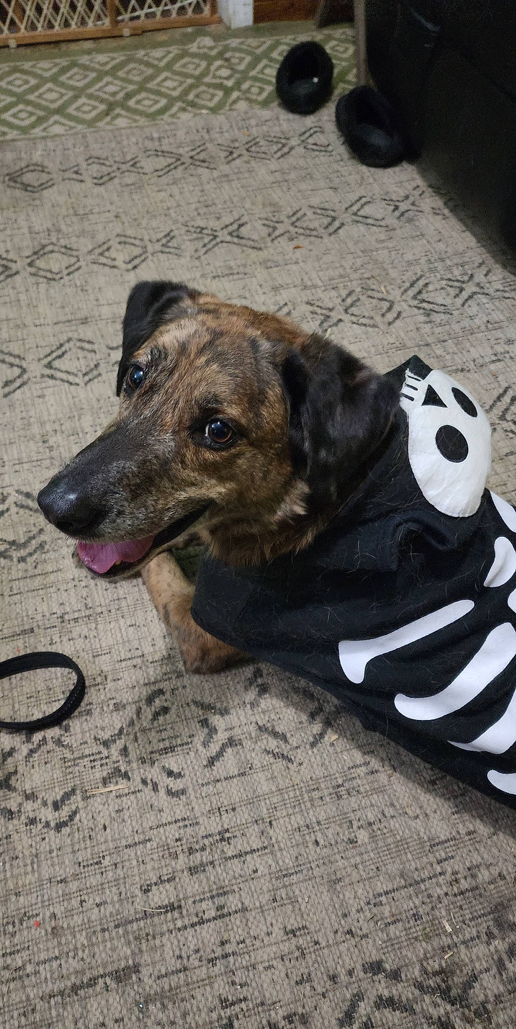 Thor joined the competition — help win amazing prizes! canidae, carmine, carnivore, collar, companion_dog, dog, dog_breed, dog_collar, dog_supply, fashion_accessory, fawn, flooring, fur, pet_supply, road_surface, sitting, snout, sporting_group, terrestrial_animal, working_animal