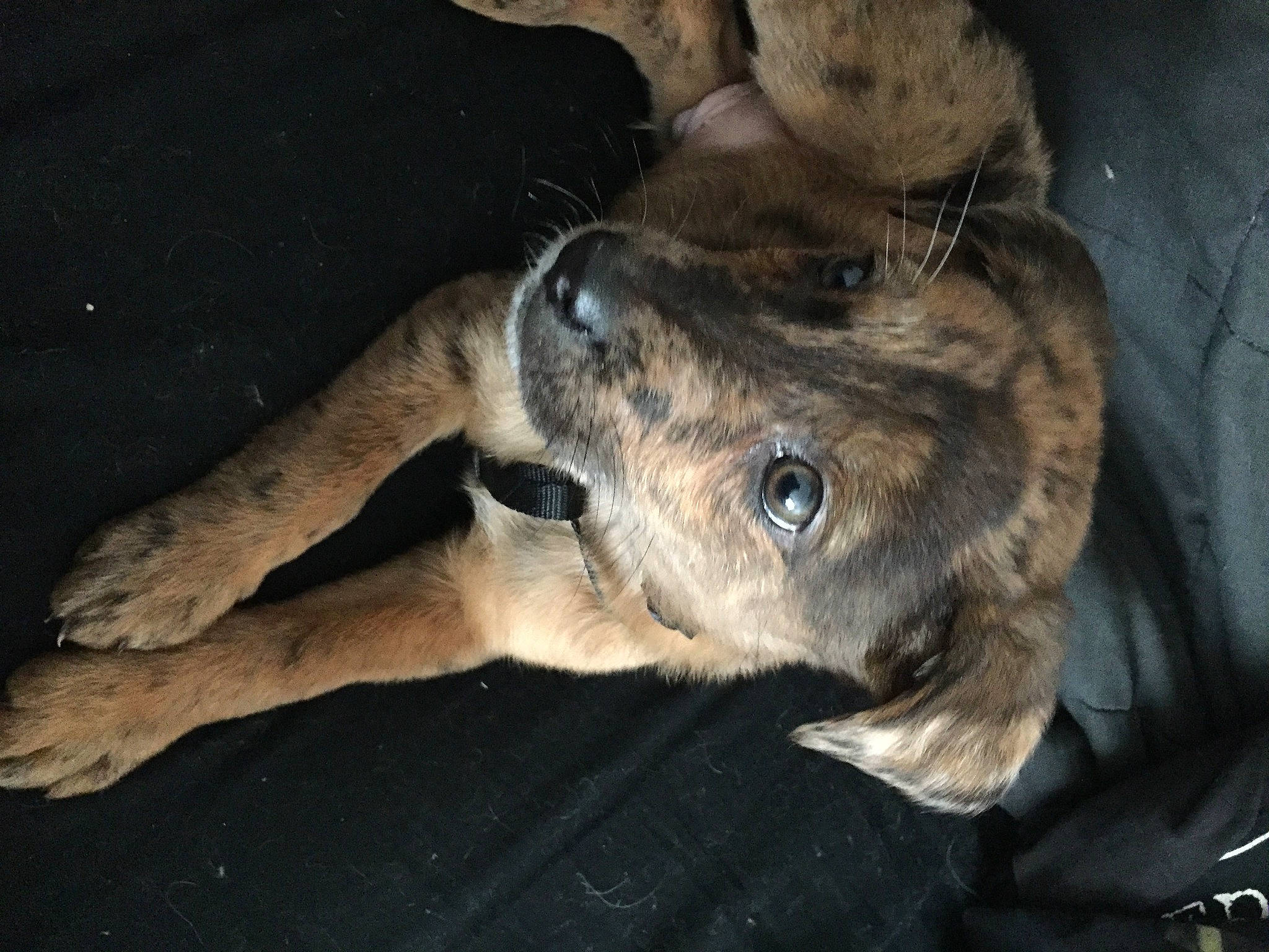 Thor is registered to the contest to win money with this photo: canidae, carnivore, companion_dog, dog, dog_breed, ear, fawn, foot, fur, human_leg, jaw, liver, paw, plant, snout, sporting_group, terrestrial_animal, tree, whiskers, working_animal