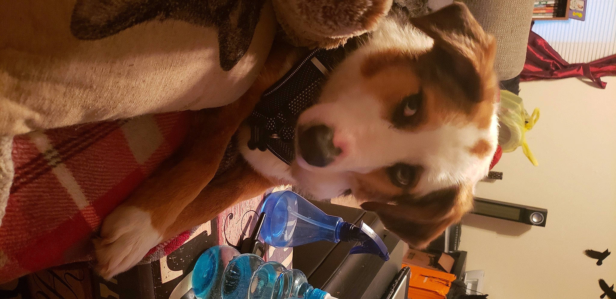 Freya is registered to the contest to win money with this photo: canidae, carnivore, child, companion_dog, dog, dog_breed, ear, eyelash, eyewear, fashion_accessory, fawn, fun, fur, hair_coloring, jaw, pattern, selfie, sporting_group, whiskers, working_animal