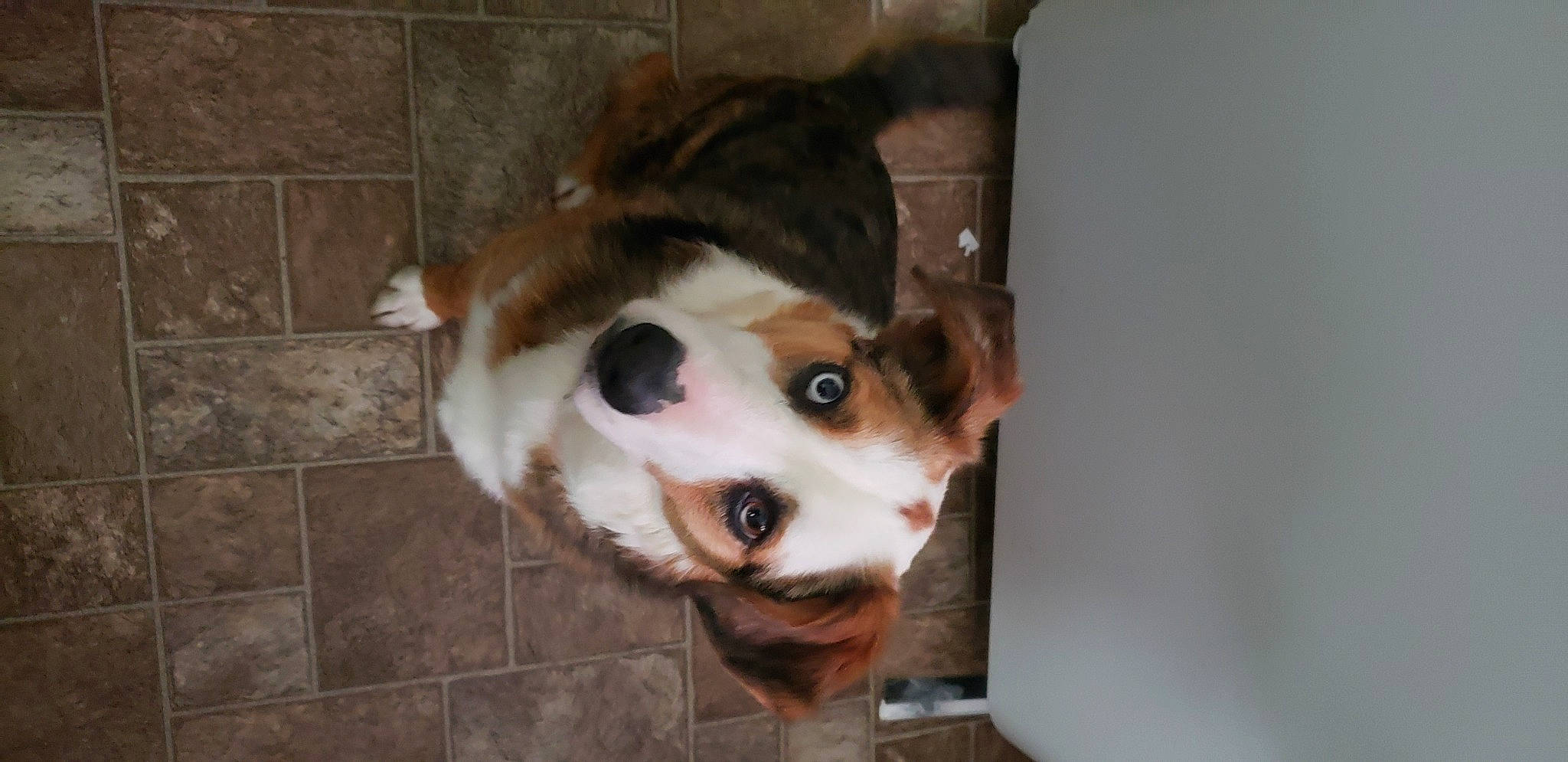 Freya is registered to the contest to win money with this photo: brick, brickwork, canidae, carnivore, collar, companion_dog, dog, dog_breed, fawn, fur, herding_dog, jaw, non_sporting_group, pet_supply, snout, sporting_group, terrestrial_animal, whiskers, working_animal, working_dog