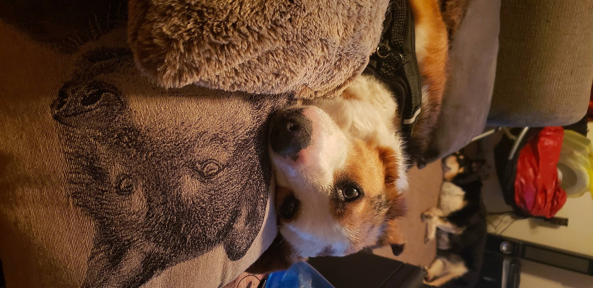 Freya is registered to the contest to win money with this photo: animal_shelter, canidae, carnivore, close_up, companion_dog, dog, dog_breed, ear, fawn, fur, non_sporting_group, paw, snout, sporting_group, sunglasses, terrestrial_animal, toy_dog, whiskers, working_animal