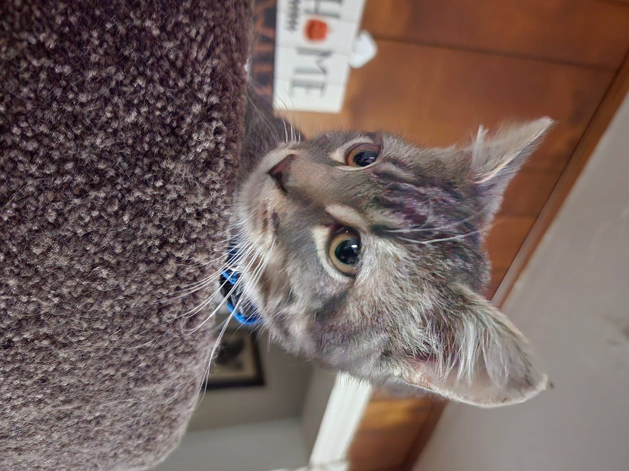 Tyr joined the competition — help win amazing prizes! carnivore, cat, claw, domestic_short_haired_cat, ear, electric_blue, felidae, fur, grey, russian_blue, small_to_medium_sized_cats, snout, tail, whiskers