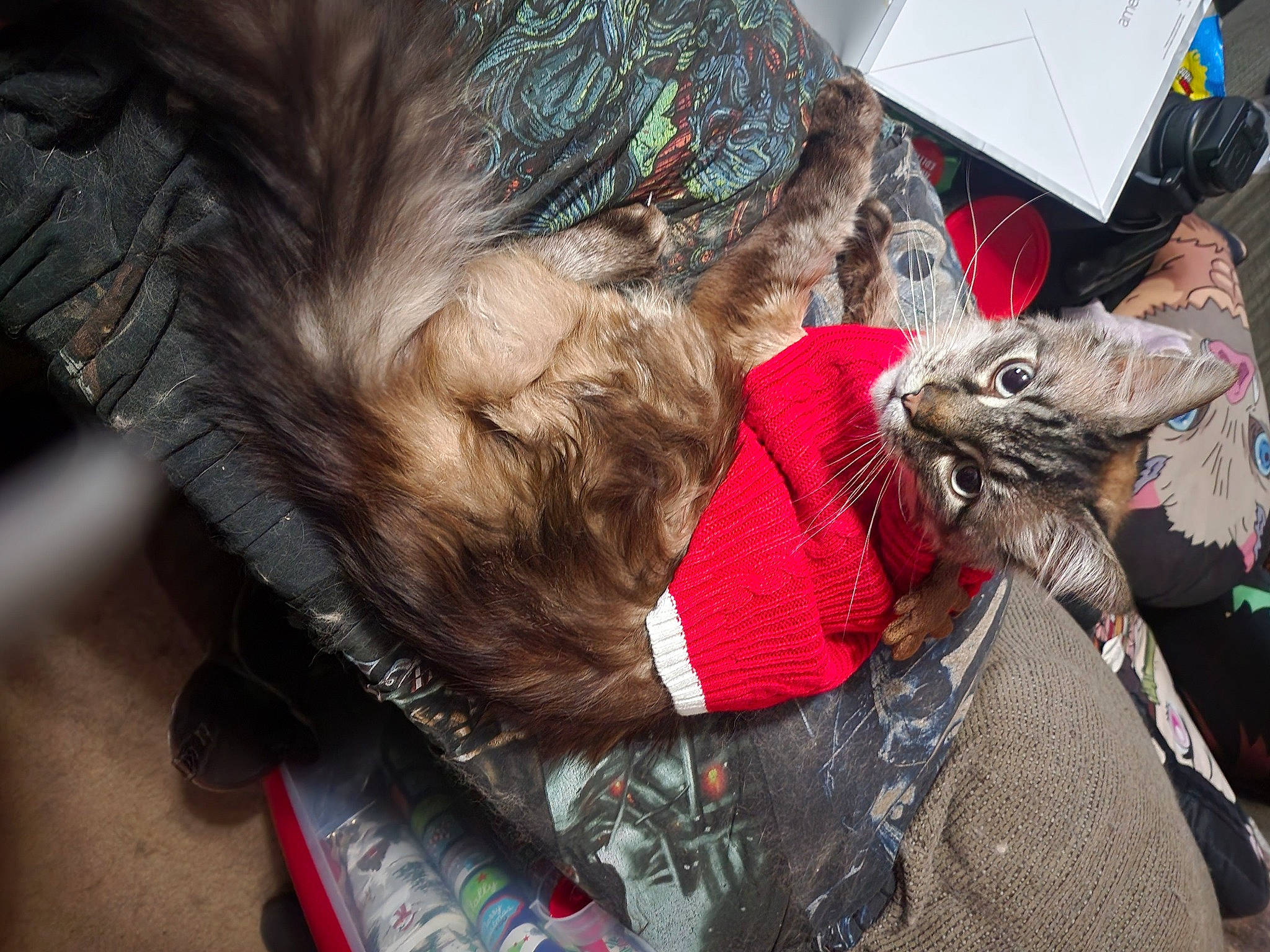 Dusty is registered to the contest to win money with this photo: beard, canidae, carnivore, collar, companion_dog, dog, dog_breed, dog_clothes, dog_collar, fashion_accessory, fawn, felidae, fur, hat, leash, small_to_medium_sized_cats, snout, sporting_group, tail, whiskers