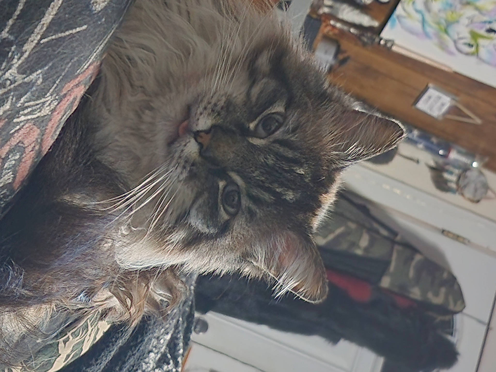 Dusty is registered to the contest to win money with this photo: automotive_tire, black_cat, carnivore, cat, claw, domestic_short_haired_cat, fang, felidae, fur, grey, nap, paw, personal_protective_equipment, small_to_medium_sized_cats, snout, tail, terrestrial_animal, whiskers