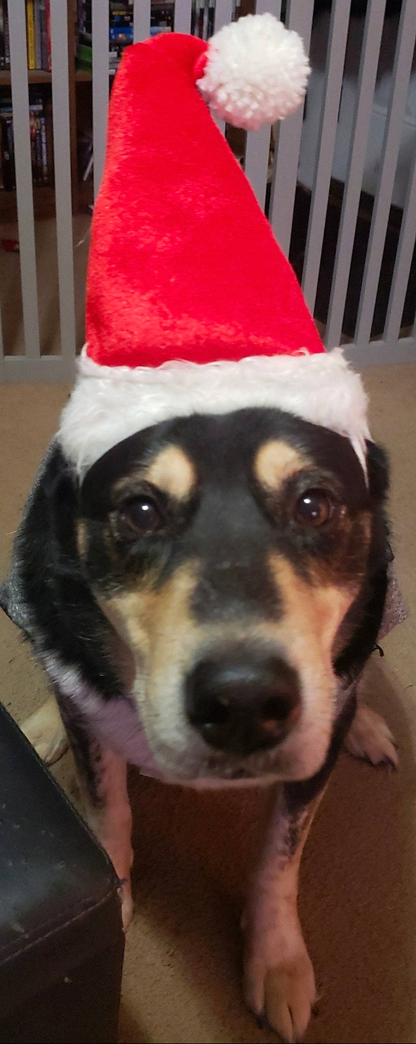 Bjorn is registered to the contest to win money with this photo: cable_television, carnivore, christmas, christmas_decoration, christmas_ornament, companion_dog, costume_hat, couch, dog, dog_breed, dog_clothes, dog_supply, event, fur, holiday, party_hat, santa_claus, snout, sporting_group, whiskers