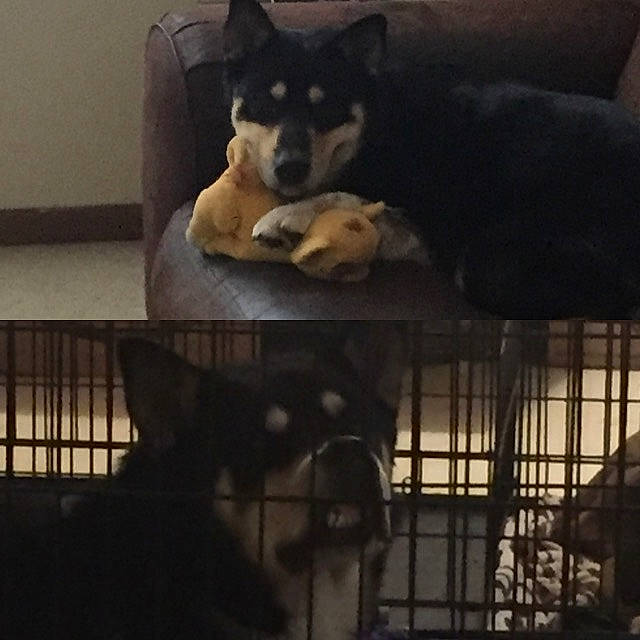 Bjorn joined the competition — help win amazing prizes! black, carnivore, cloud, comfort, companion_dog, couch, dog, dog_breed, fur, linens, mammal, metal, pet_supply, room, snout, sporting_group, square, vertebrate, window, working_animal