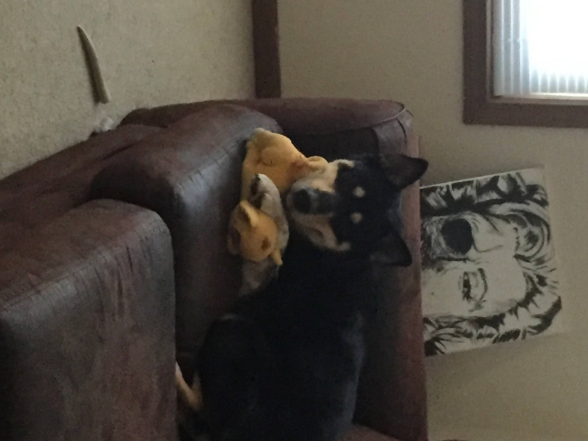 Bjorn is registered to the contest to win money with this photo: brown, carnivore, comfort, companion_dog, couch, dog, dog_breed, fawn, felidae, flooring, fur, furniture, hardwood, linens, living_room, room, studio_couch, window, wood, working_animal