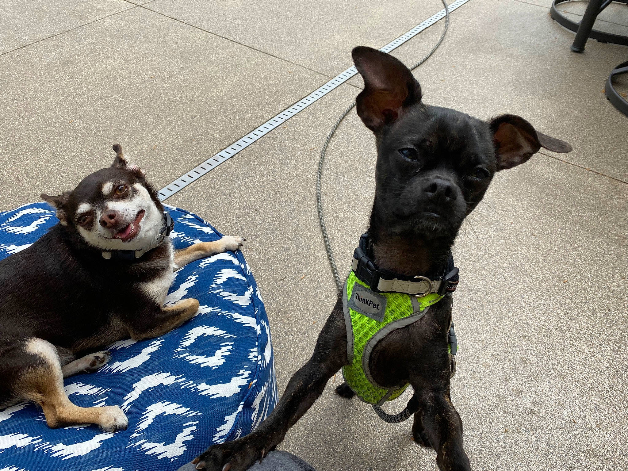 Ozzie joined the competition — help win amazing prizes! canidae, carnivore, collar, companion_dog, dog, dog_breed, dog_clothes, dog_collar, dog_supply, fashion_accessory, fawn, guard_dog, leash, pet_supply, snout, sporting_group, tail, toy_dog, whiskers, working_animal