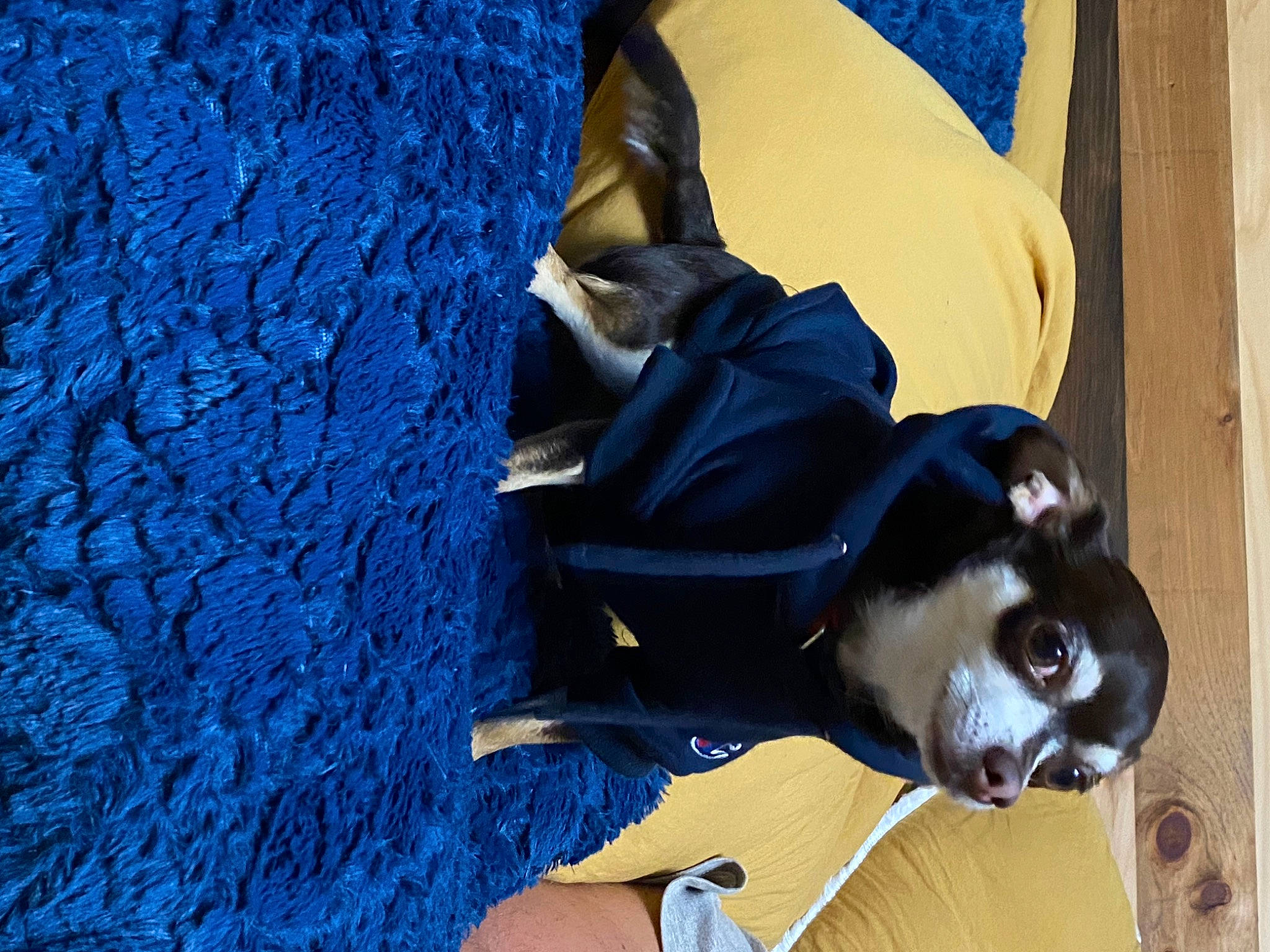 Ziggy joined the competition — help win amazing prizes! adventure, blue, canidae, carnivore, companion_dog, dog, dog_breed, dog_clothes, dog_collar, dog_supply, electric_blue, eye, fawn, fur, guard_dog, personal_protective_equipment, snout, sporting_group, tree, working_animal