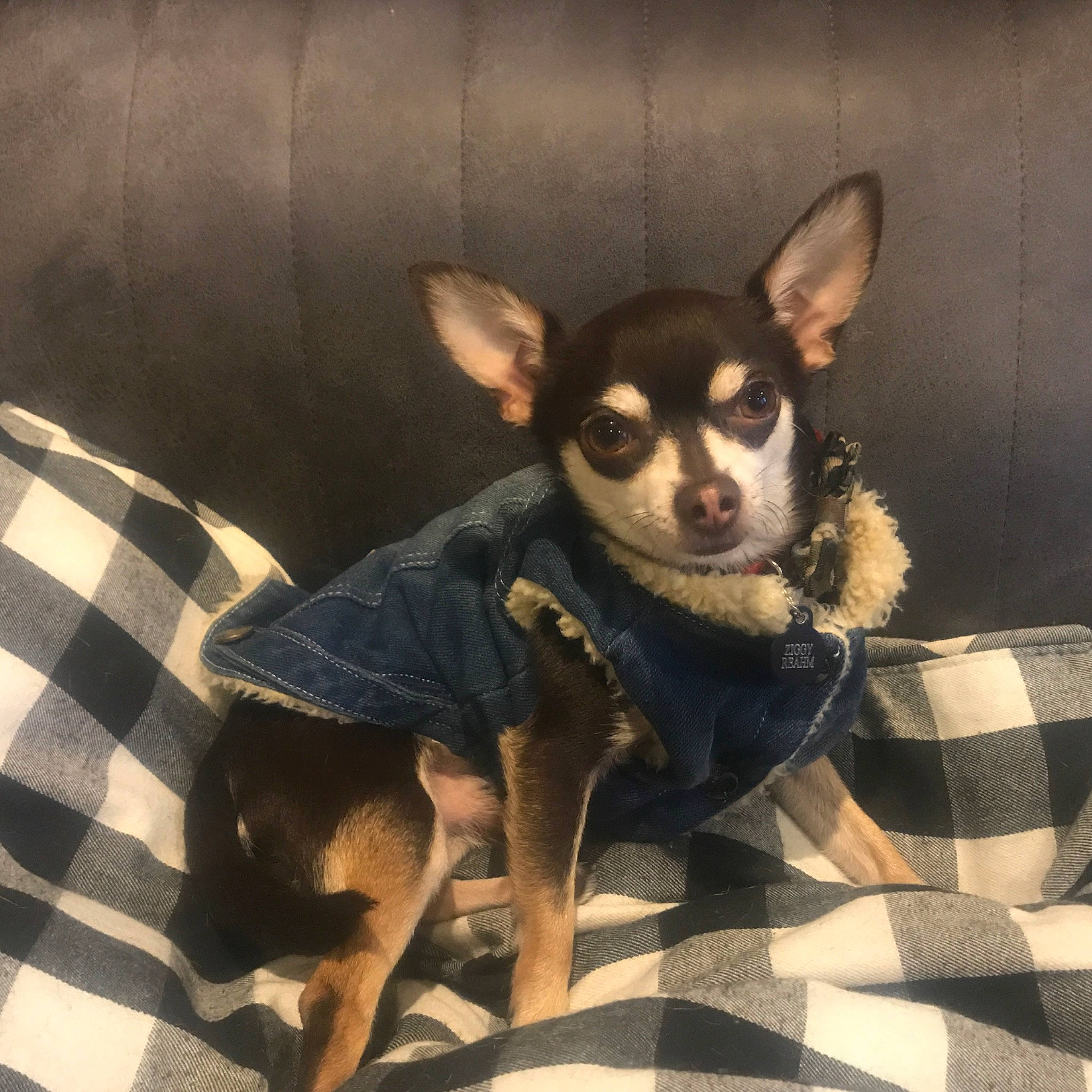 Ziggy joined the competition — help win amazing prizes! carnivore, chihuahua, comfort, companion_dog, corgi_chihuahua, dog, dog_breed, ear, fur, non_sporting_group, pattern, paw, plaid, puppy, russkiy_toy, tartan, terrestrial_animal, toy_dog, whiskers, working_animal