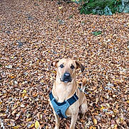 Scooby a rejoint le concours — aidez-le/la à gagner de superbes lots ! animal, autumn, brown, canine, daylight, dog, fall, forest, ground, harness, leaf_litter, leaves, moss, nature, outdoor, park, pet, scenery, sitting, woods