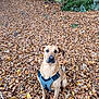 animal, autumn, brown, canine, daylight, dog, fall, forest, ground, harness, leaf_litter, leaves, moss, nature, outdoor, park, pet, scenery, sitting, woods