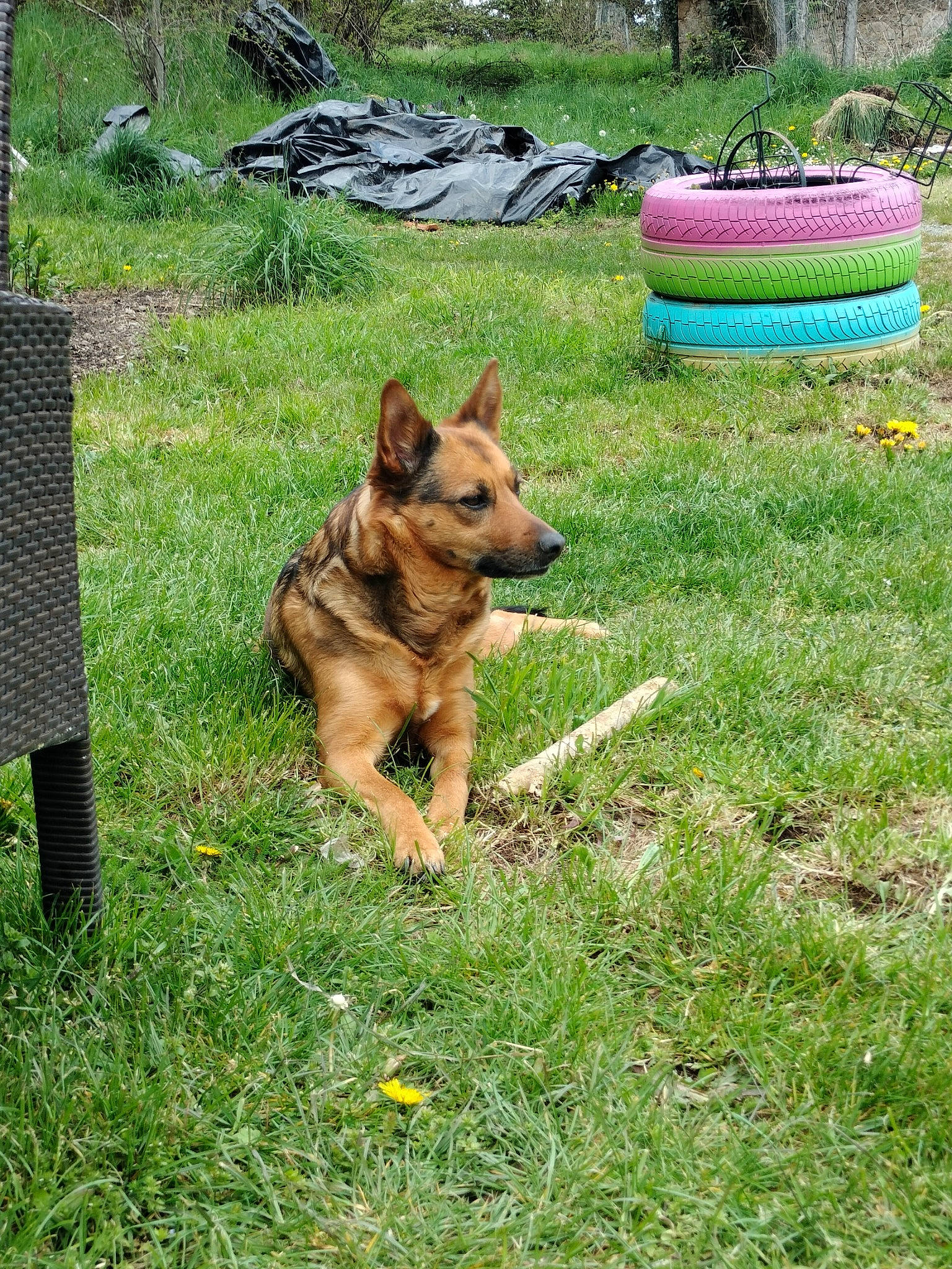 Flora a rejoint le concours — aidez-le/la à gagner de superbes lots ! canidae, carnivore, companion_dog, dog, dog_breed, dog_supply, east_european_shepherd, fawn, grass, groundcover, guard_dog, herding_dog, king_shepherd, plant, snout, sporting_group, tail, terrestrial_animal, wildlife, working_dog