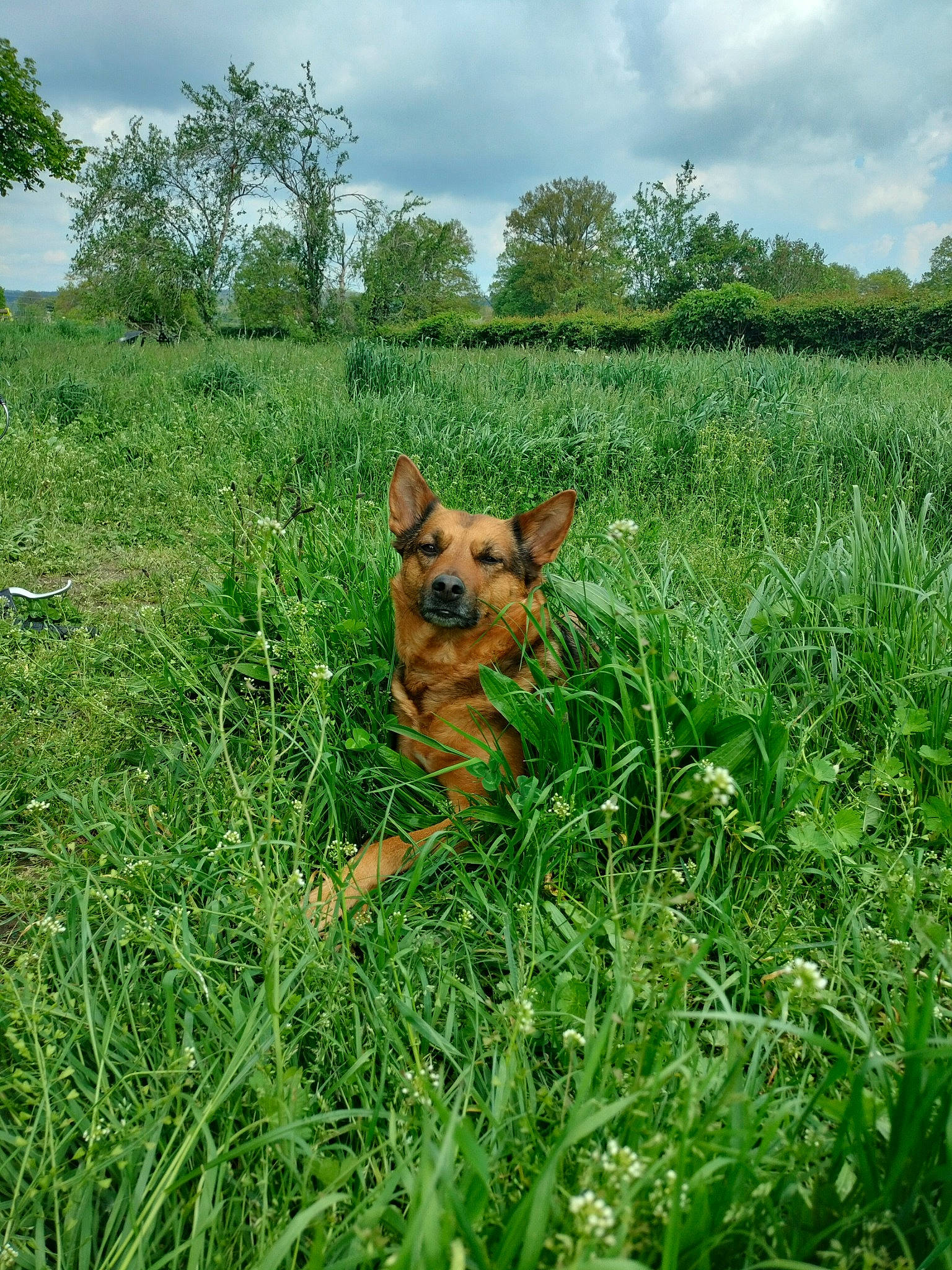 Flora participe au concours pour gagner de l'argent avec cette photo : carnivore, cloud, dog, dog_breed, fawn, grass, grassland, green, herbaceous_plant, landscape, meadow, natural_landscape, pasture, people_in_nature, plant, plant_community, prairie, sky, sporting_group, tree