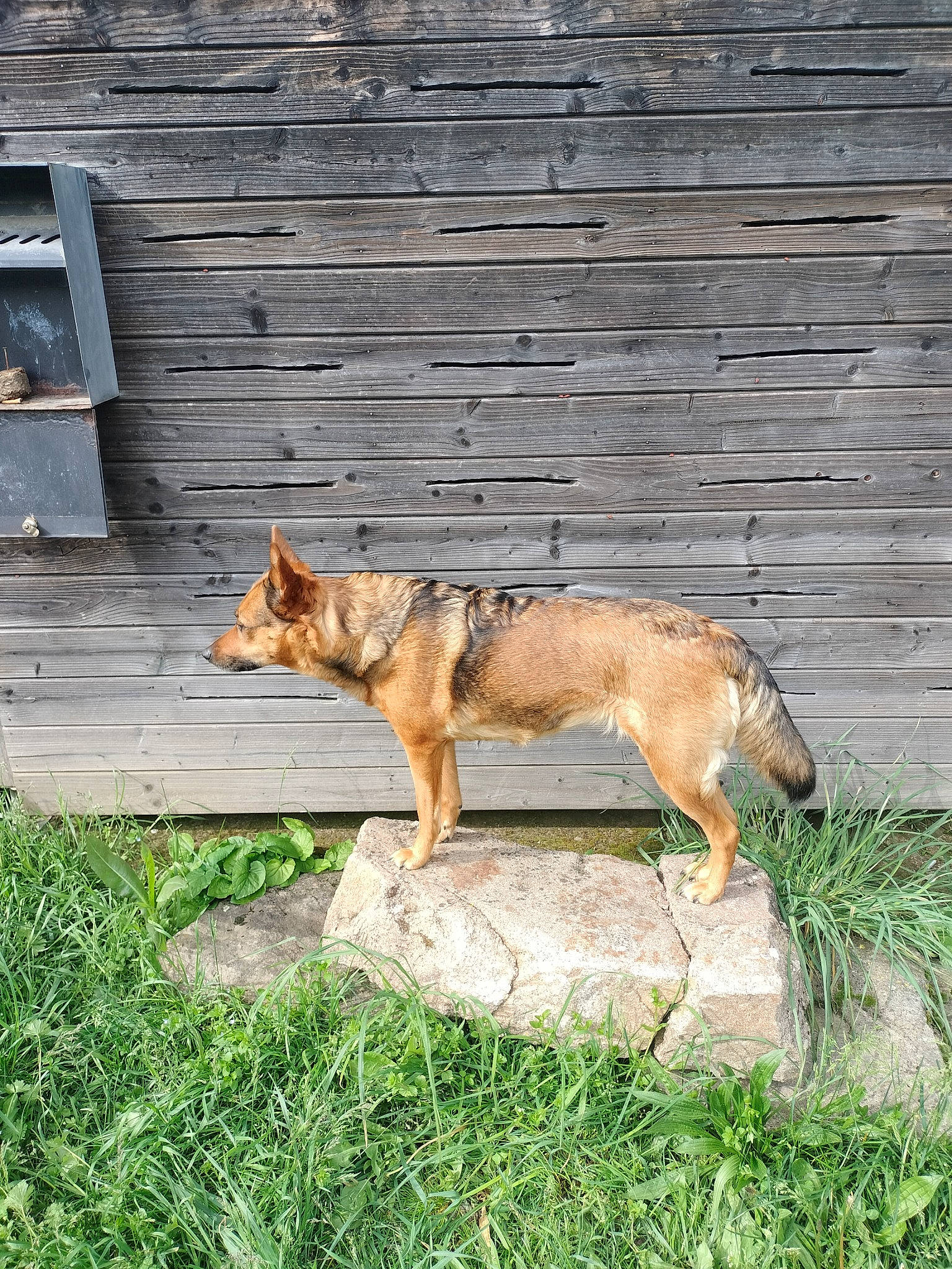 Flora a rejoint le concours — aidez-le/la à gagner de superbes lots ! brickwork, canidae, canis, carnivore, companion_dog, dingo, dog, dog_breed, fawn, fox, grass, herding_dog, snout, sporting_group, street_dog, tail, terrestrial_animal, wildlife, wood, working_dog