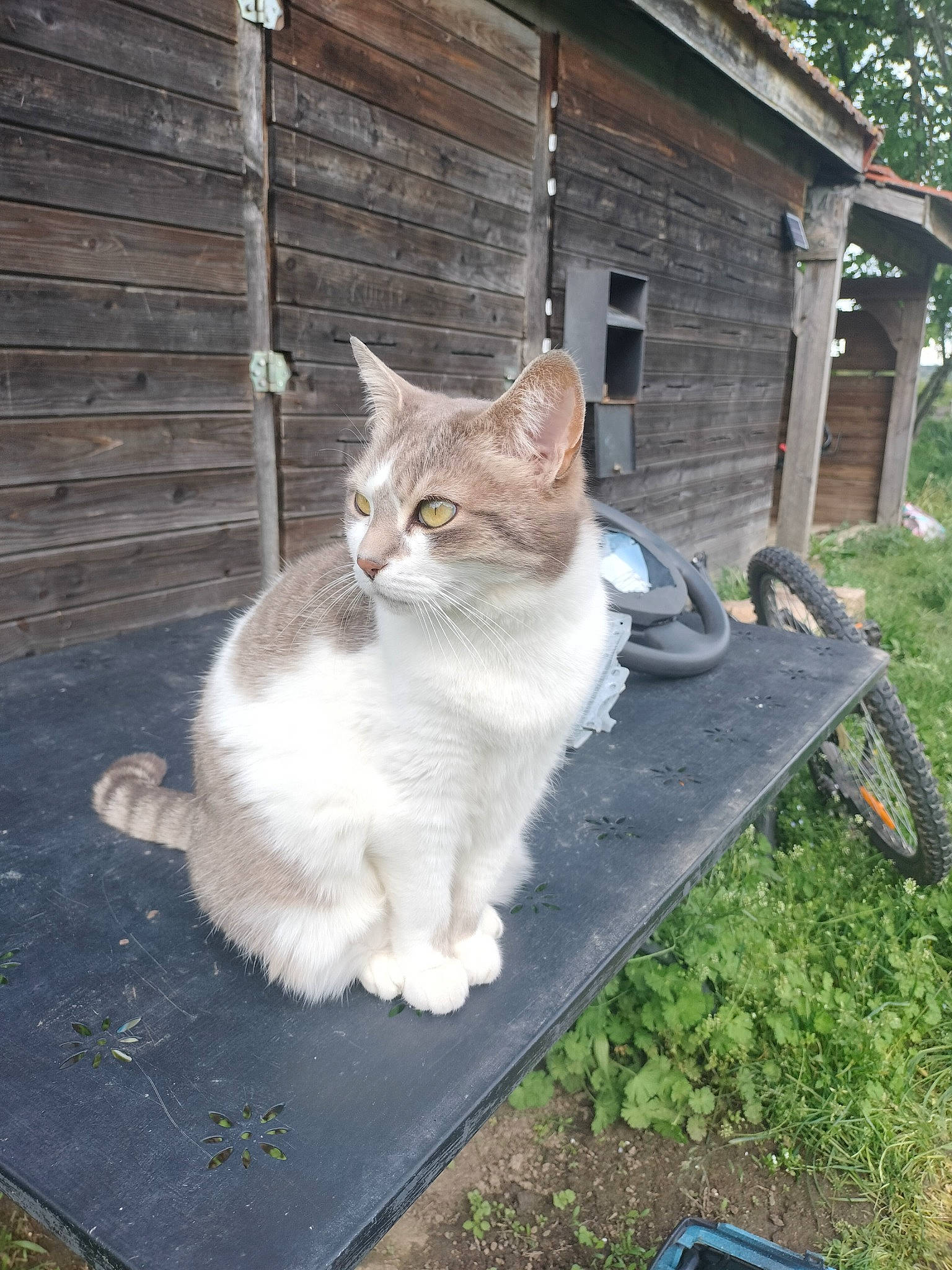 Mounette participe au concours pour gagner de l'argent avec cette photo : carnivore, cat, domestic_short_haired_cat, fawn, felidae, fur, grass, outdoor_furniture, paw, plant, road_surface, sitting, small_to_medium_sized_cats, snout, tail, tree, whiskers, window, wood, yard