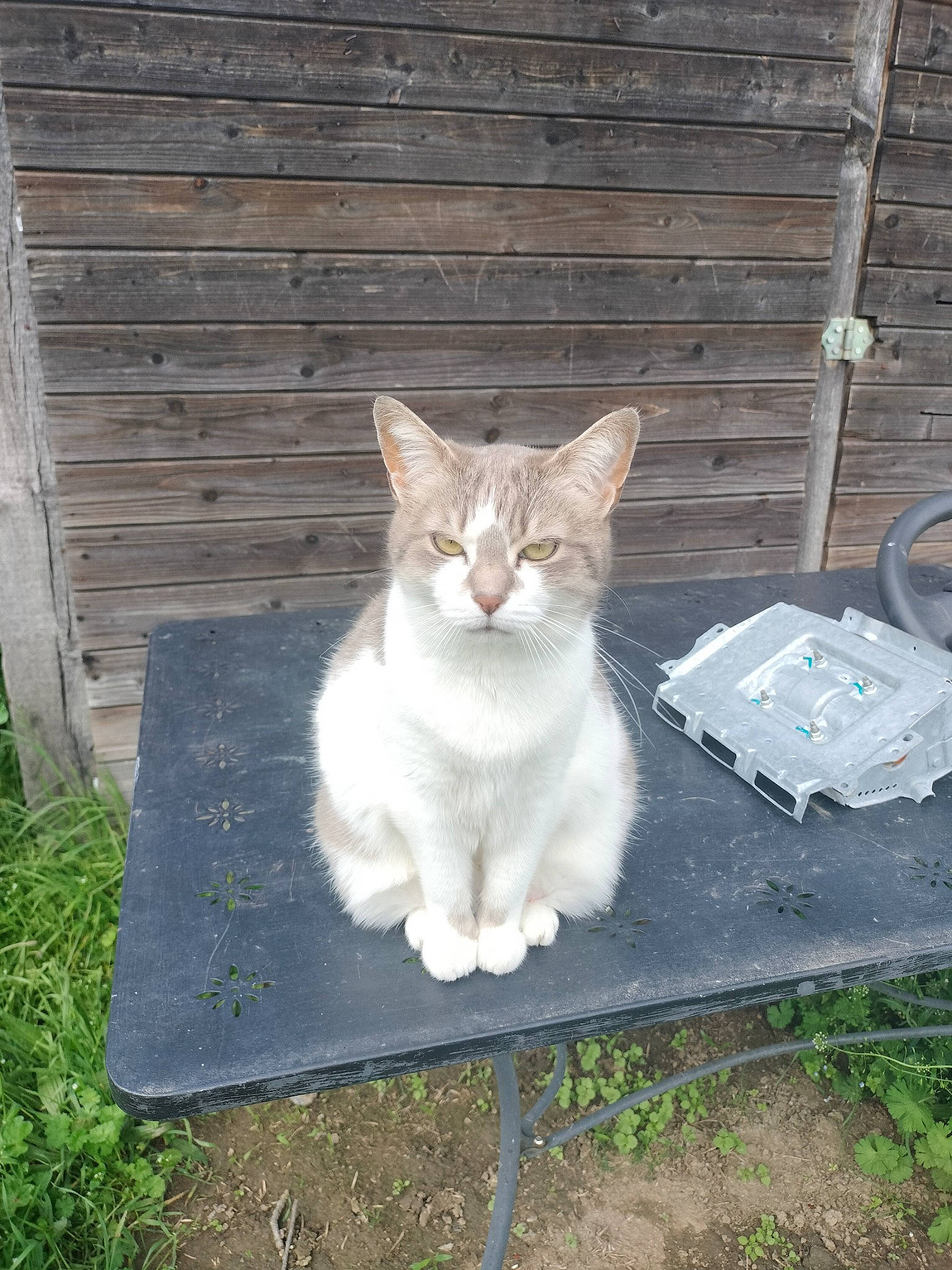 Mounette a rejoint le concours — aidez-le/la à gagner de superbes lots ! art, carnivore, cat, cat_furniture, domestic_short_haired_cat, fawn, felidae, fur, grass, paw, plant, sitting, small_to_medium_sized_cats, snout, tail, tree, whiskers, wood