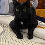animal, black_cat, cat, chair, close_up, curious, cute, domestic_cat, fabric, fur, furniture, home, indoor, pet, relaxing, rolled_fabric, tablecloth, whiskers, wooden_cabinet, yellow_eyes