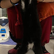 Willow participe au concours pour gagner de l'argent avec cette photo : black_cat, cat, pet, person, hands, floor, tiles, shoes, apron, white_markings, indoor, stretching, animal, domestic, feline, holding, paws, legs, tail, household