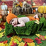 baby, infant, orange_hat, knitwear, green_blanket, autumn_leaves, fall_decor, pumpkin, grass, cute, portrait, lying_down, seasonal, indoor, decorations, child, soft_texture, colorful, baby_clothing, holiday_theme
