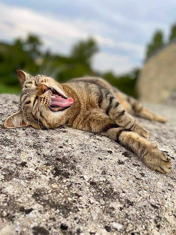 Mimi
