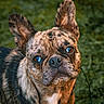 animal, black, brindle, brown, close_up, curious, dog, ears, eyes, forest, french_bulldog, fur, greenery, muzzle, nature, nose, outdoors, pet, photography, portrait