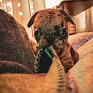 Amber participe au concours pour gagner de l'argent avec cette photo : animal, big_eyes, blanket, brown_fur, couch, cozy, cute, dog, fairy_lights, floppy_ears, green_toy, indoors, pet, playful, portrait, pug, puppy, toy, warm_lighting, wrinkled_face
