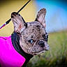 animal, black, blue_eyes, close_up, clothing, dog, ears, fashion, fawn_coat, french_bulldog, grass, harness, leash, outdoor, pet, photography, pink, portrait, puppy, serious_expression