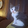 Remi is registered to the contest to win money with this photo: animal, blue_eyes, cat, curtain, cushion, cute, feline, fur, furniture, gray, indoor, kitten, pet, pink_nose, sitting, small, whiskers, white, wooden_wall, young