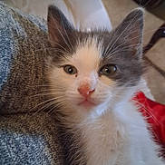 Remi joined the competition — help win amazing prizes! kitten, cat, pet, animal, gray, white, fur, whiskers, ears, face, nose, eyes, closeup, indoor, cozy, texture, fabric, soft, cute, young