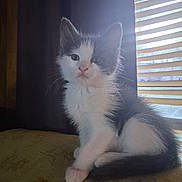 Remi is registered to the contest to win money with this photo: animal, black_and_white, blinds, cat, curtain, cushion, cute, domestic, feline, fluffy, fur, indoor, kitten, pet, sitting, small, soft_light, whiskers, window, young