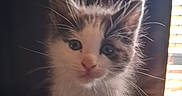 Remi is registered to the contest to win money with this photo: animal, cat, closeup, cozy, curious, cute, domestic, eyes, face, feline, furry, indoor, kitten, light, pet, portrait, shadow, soft, whiskers, young