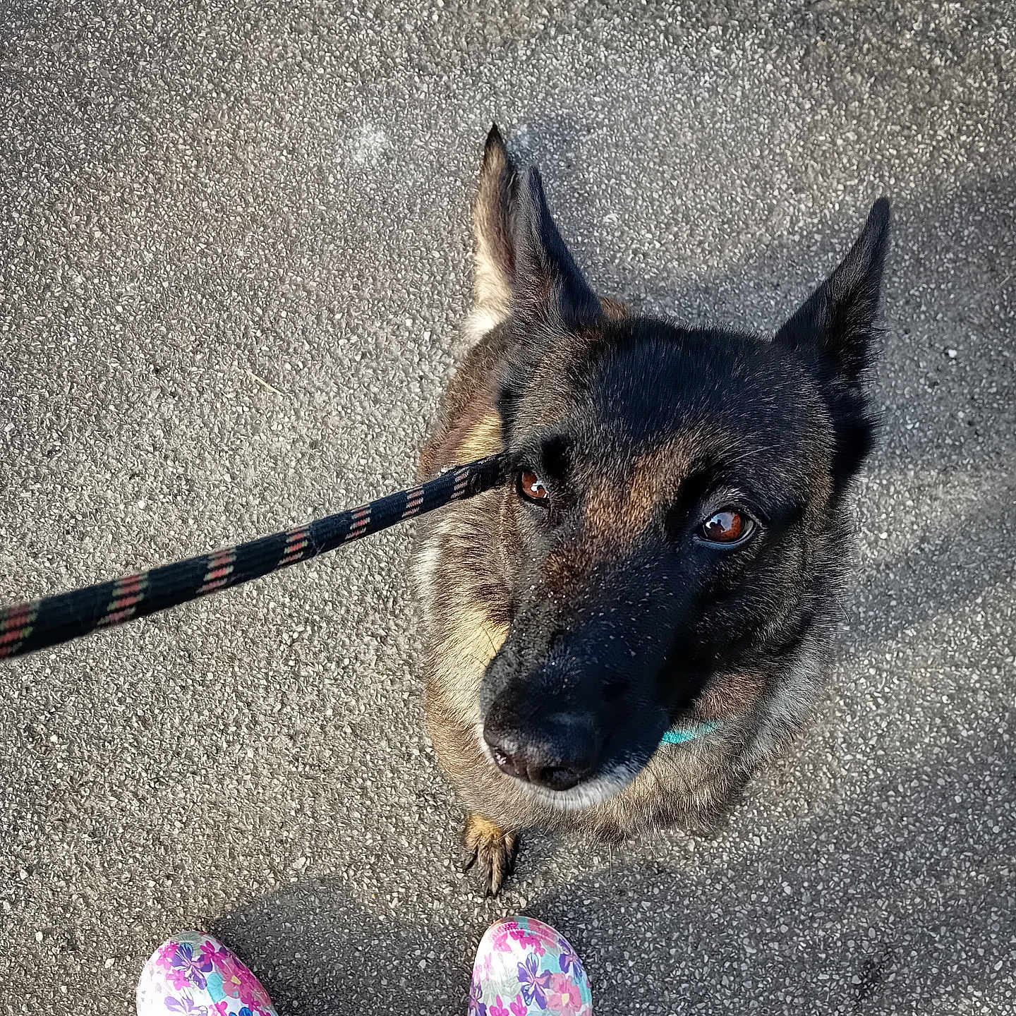 Leika