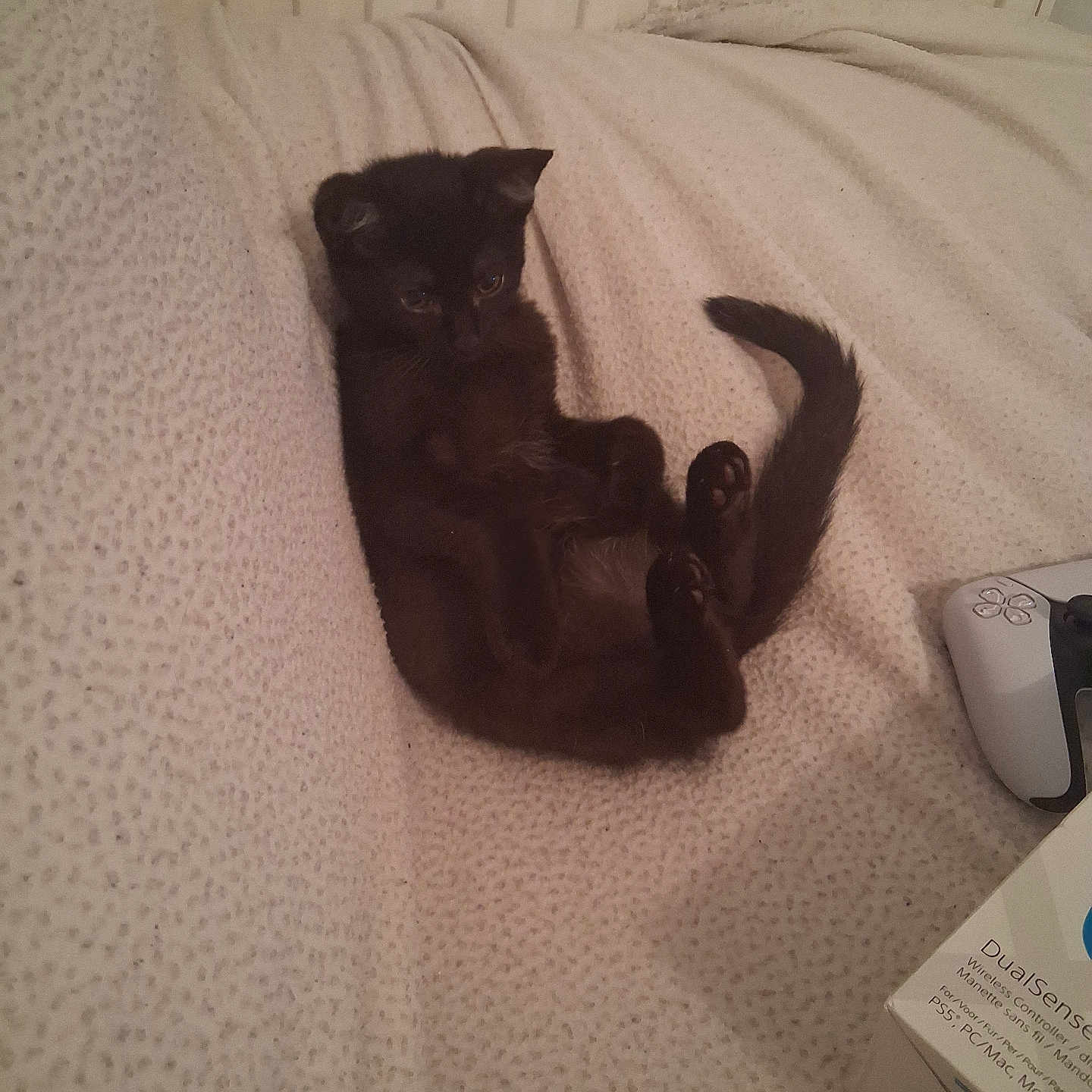 Pinceau a rejoint le concours — aidez-le/la à gagner de superbes lots ! black_cat, kitten, cat, pet, animal, lying_down, upside_down, curled_tail, yellow_eyes, blanket, bed, cozy, indoor, home, knitted_fabric, game_controller, electronics, gadget_box, portrait, relaxed