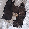Pinceau participe au concours pour gagner de l'argent avec cette photo : kittens, cats, sleeping, newborn, furry, black_cat, brown_cat, tabby_cat, blanket, cozy, cuddling, litter, animals, pets, whiskers, paws, peaceful, indoors, closeup, nap