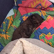 Pinceau participe au concours pour gagner de l'argent avec cette photo : kitten, cat, sleeping, black_fur, curled_up, cozy, blanket, quilt, colorful, bedding, indoors, nap, resting, furry, small_animal, cute, soft_texture, warm, home, portrait