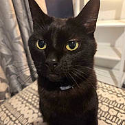 Charlie joined the competition — help win amazing prizes! animal, black_cat, cat, close_up, curious, curtain, cute, domestic_cat, feline, fur, home_interior, indoor, looking, patterned_cushion, pet, portrait, shelf, sitting, whiskers, yellow_eyes