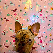 Lilly is registered to the contest to win money with this photo: animal, background, christmas, closeup, colorful, cute, dog, ears, face, festive, gift_wrap, holiday, indoor, nose, pattern, pet, puzzle, santa, unicorn, wrapping_paper