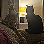 Lilly joined the competition — help win amazing prizes! animal, cat, couch, cozy, curtain, dog, friendship, furniture, home, indoor, lamp, pet, portrait, relaxing, shadow, silhouette, sitting, spotlight, warm_light, window