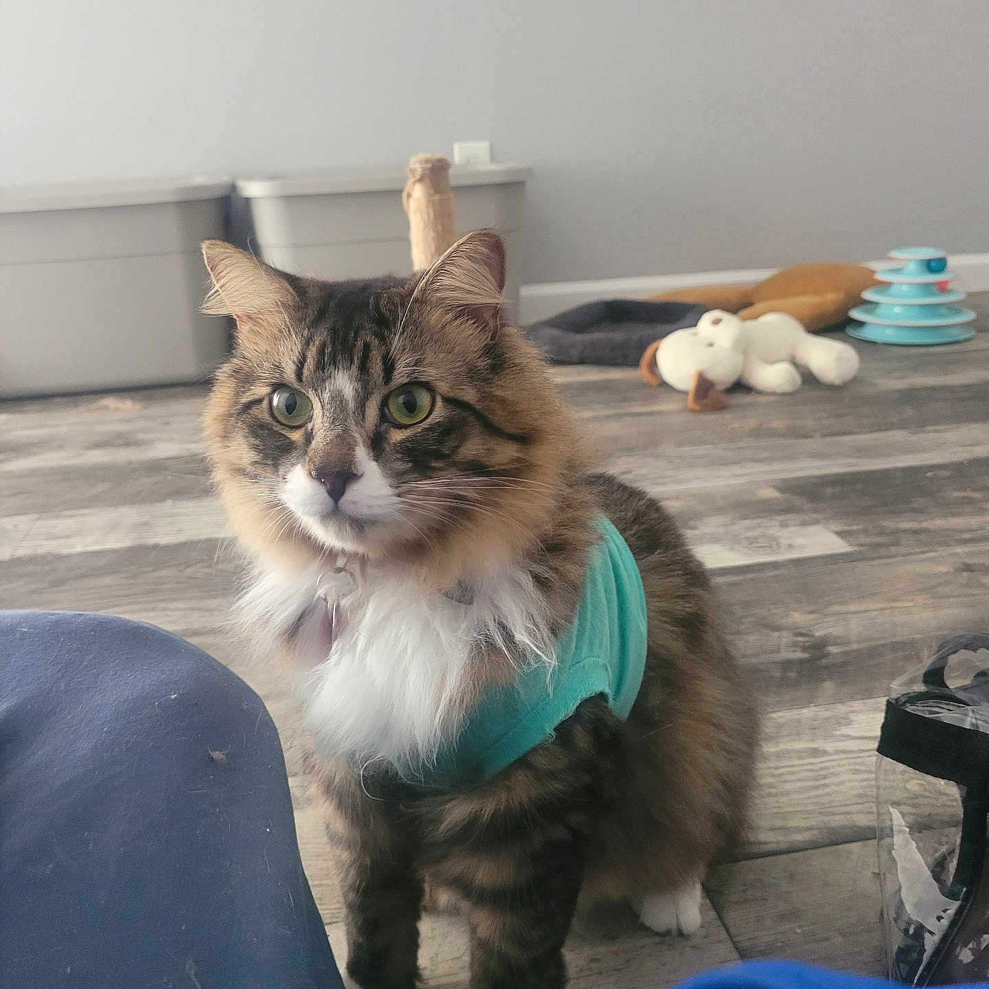 Onyx is registered to the contest to win money with this photo: background, cat, curious, domestic, feline, floor, fur, green_eyes, home, house, indoor, pet, playful, sitting, soft_light, storage_bin, toy, vest, whiskers, wooden_floor