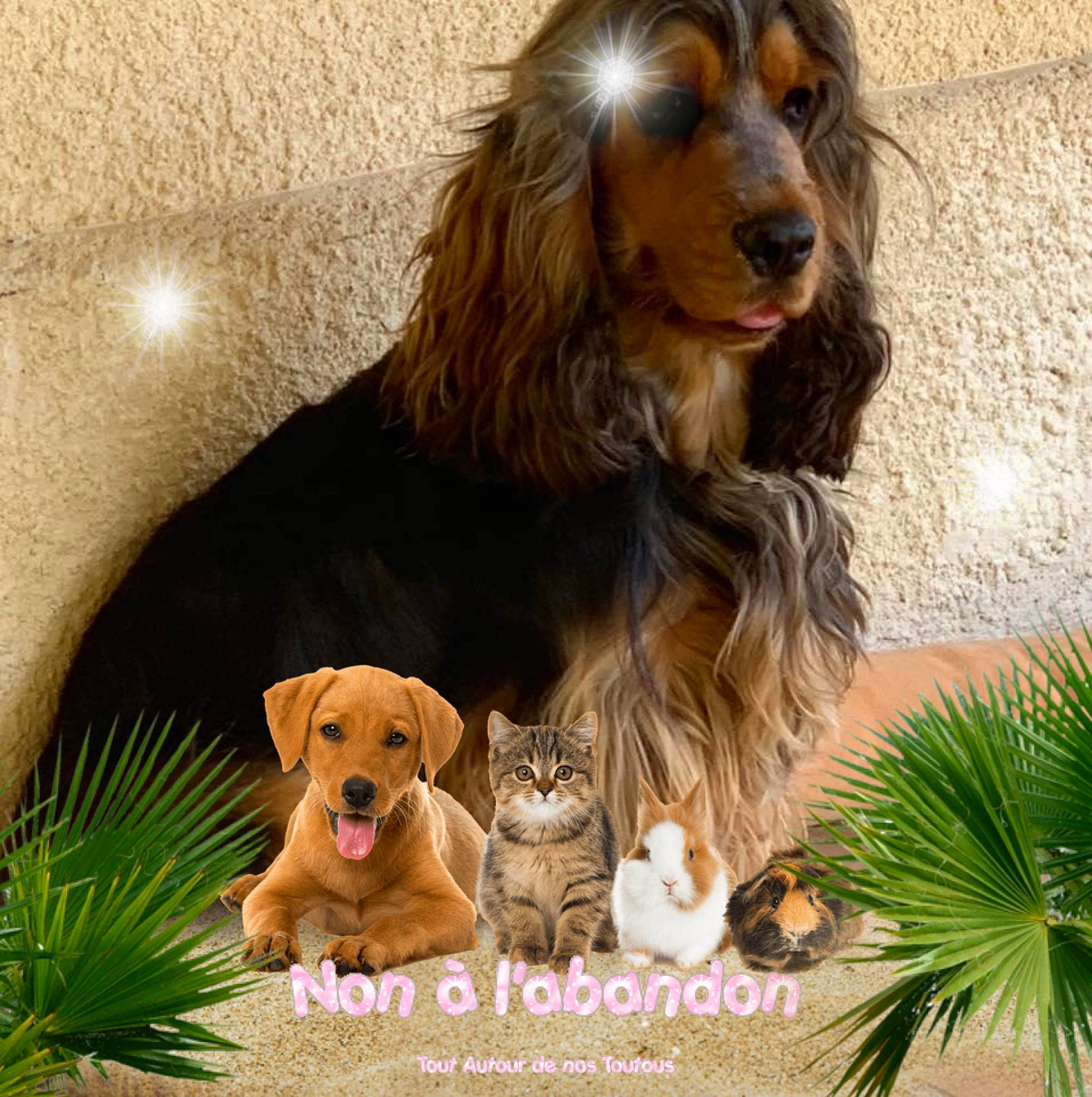 Ripeur participe au concours pour gagner de l'argent avec cette photo : canidae, carnivore, companion_dog, dog, dog_breed, dog_supply, fawn, fur, grass, liver, mammal, paw, plant, snout, sporting_group, terrestrial_animal, toy, toy_dog, working_animal, working_dog