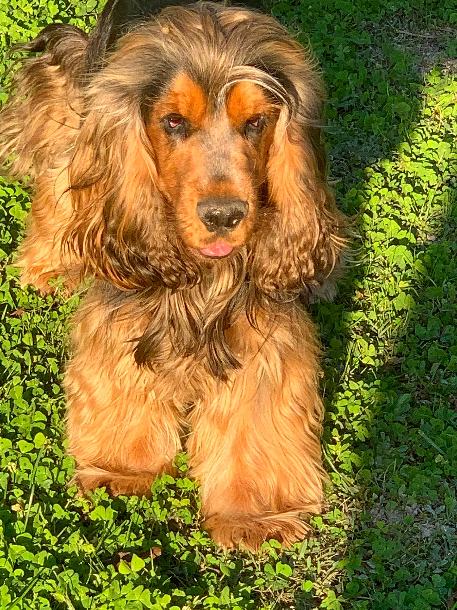 Ripeur a rejoint le concours — aidez-le/la à gagner de superbes lots ! canidae, carnivore, companion_dog, dog, dog_breed, fawn, fur, grass, gun_dog, hunting_dog, liver, plant, puppy, snout, spaniel, sporting_group, terrestrial_animal, terrier, water_dog, wildlife