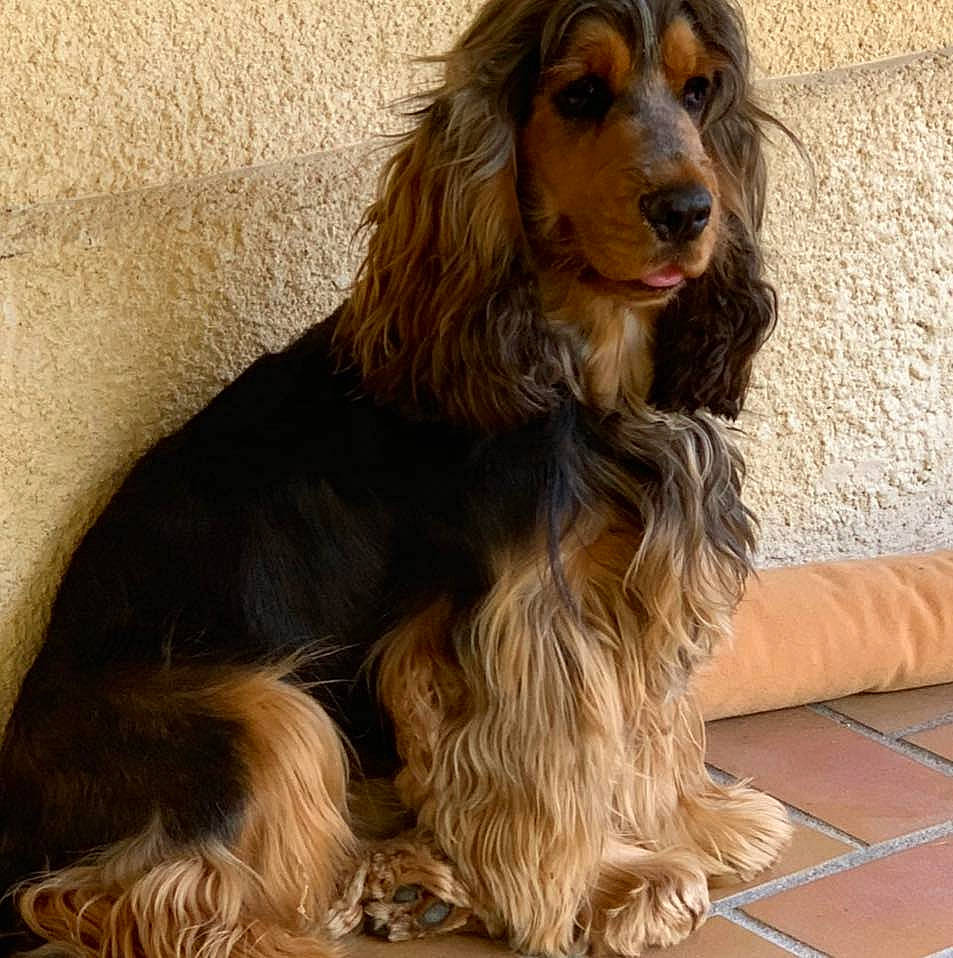 Ripeur participe au concours pour gagner de l'argent avec cette photo : canidae, carnivore, companion_dog, dog, dog_breed, flooring, fur, liver, natural_material, snout, spaniel, sporting_group, terrestrial_animal, water_dog, wood, working_animal, working_dog