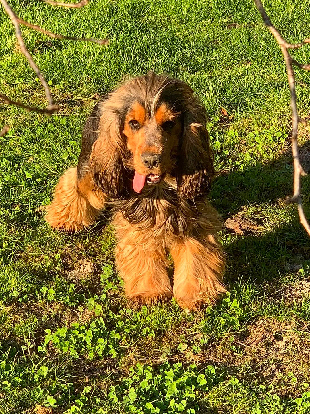 Ripeur participe au concours pour gagner de l'argent avec cette photo : canidae, carnivore, companion_dog, dog, dog_breed, fawn, fur, grass, liver, people_in_nature, plant, retriever, snout, soil, spaniel, sporting_group, tail, terrestrial_animal, terrier, water_dog
